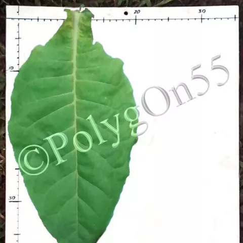 Hungarian (Венгерский)