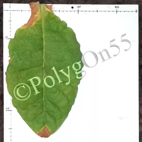 Hungarian (Венгерский)