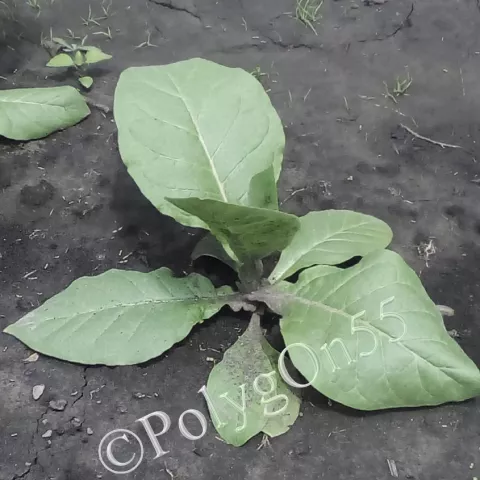 Табак Hwan Sek Zon куст