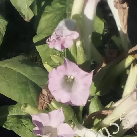 Табак Hwan Sek Zon цвет