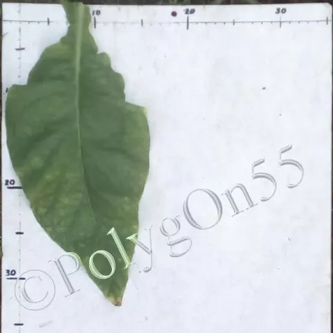 Табак Hwan Sek Zon лист