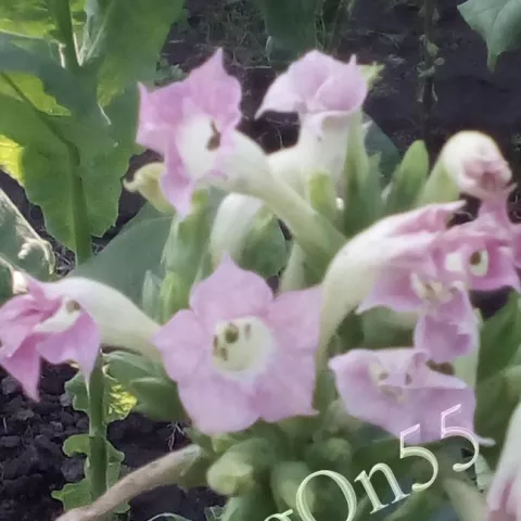 Табак I 35 цвет