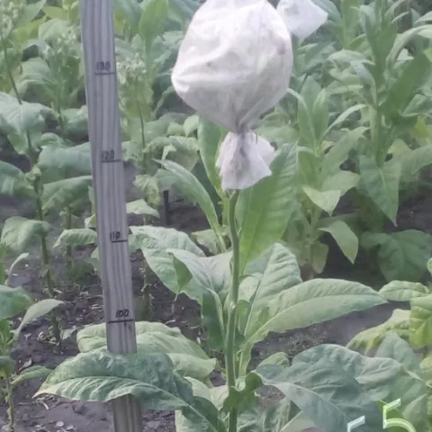 Табак I 35 куст