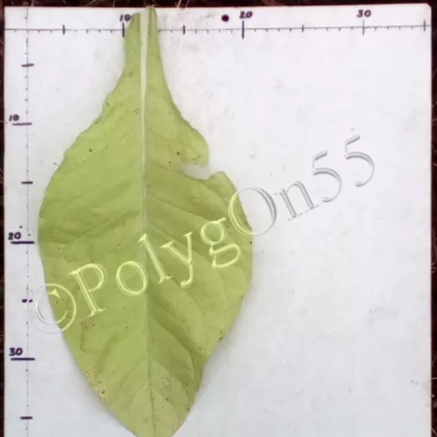 Jadel лист второй ломки