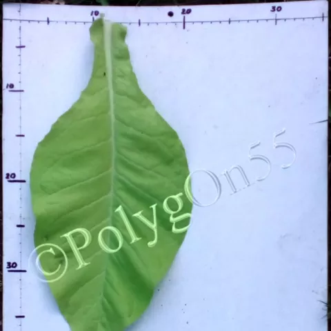 Jadel лист первой ломки