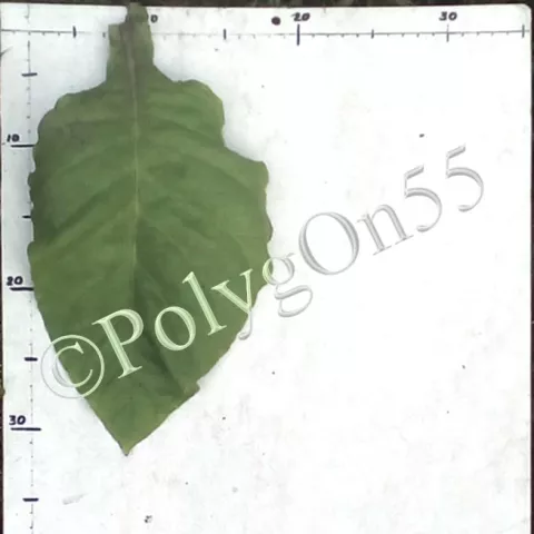 Табак Jamaica Wrapper лист