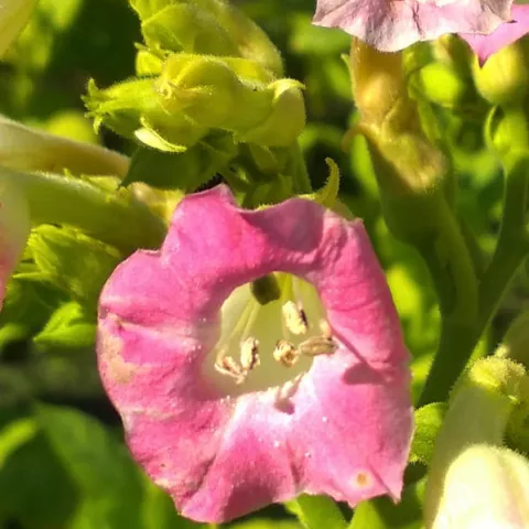 John Williams Conn Bdl_fl