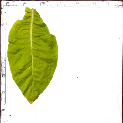 John Williams Conn Bdl