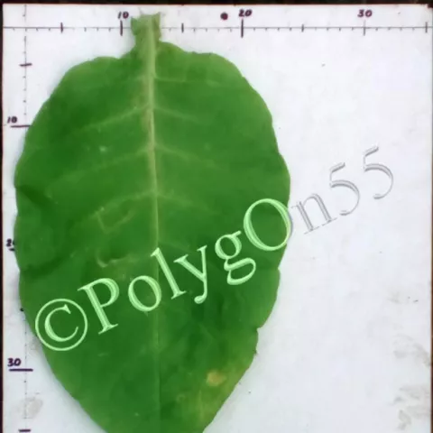 Калои 5 лист второй ломки