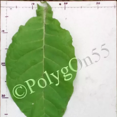 Калои 5 лист первой ломки