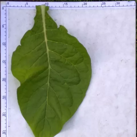 Kentucky Rogozinskiego_l