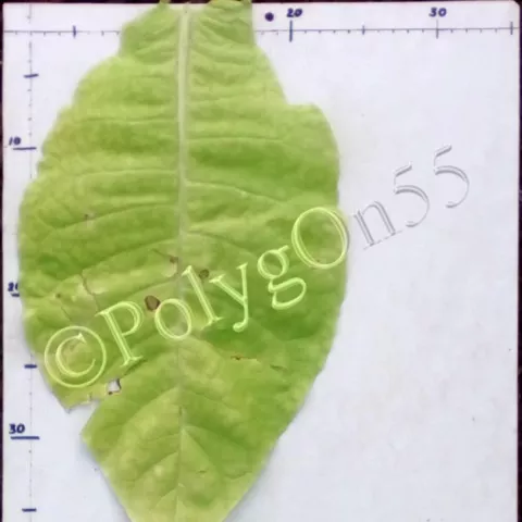 Керти 25 лист