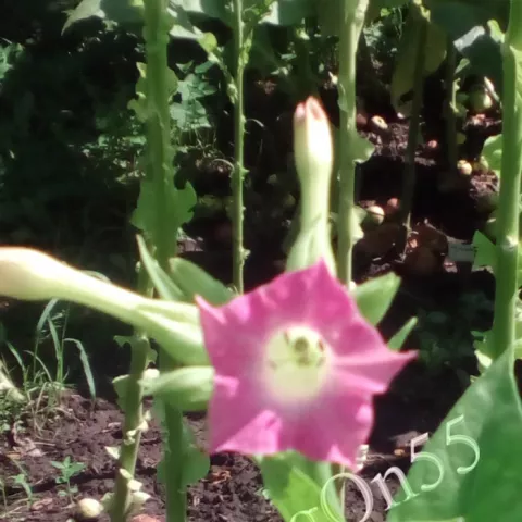 Керти 25 цвет