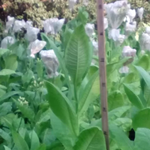 Крупнолистный 1187 куст