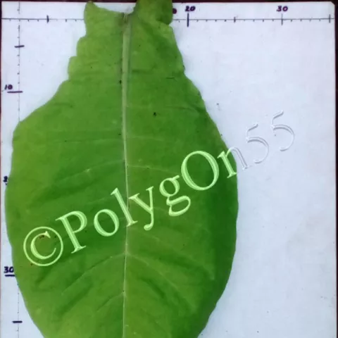 Крупнолистный 1187 лист второй ломки