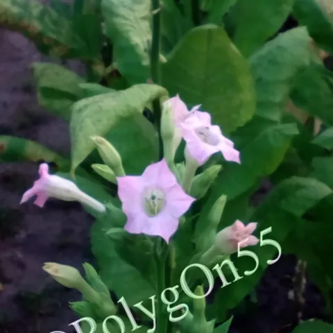 Крупнолистный 1187 цвет