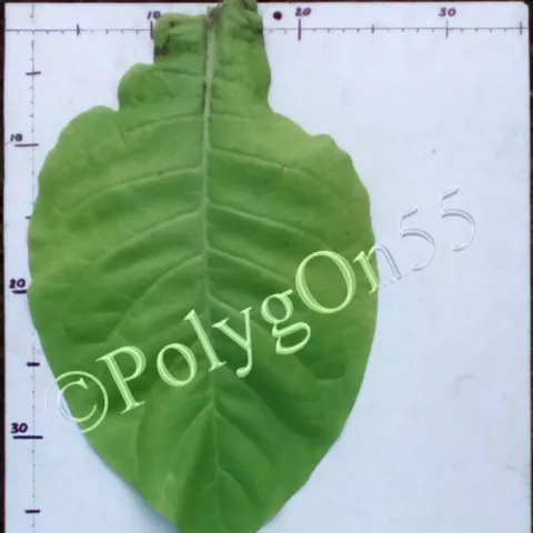 Крупнолистный 1187 лист первой ломки