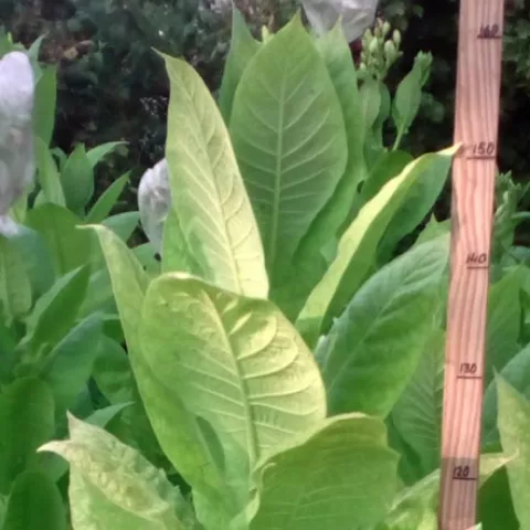 Крупнолистный ильский куст