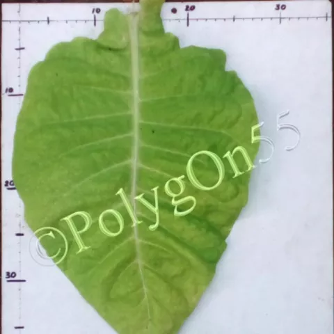 Крупнолистный ильский лист второй ломки