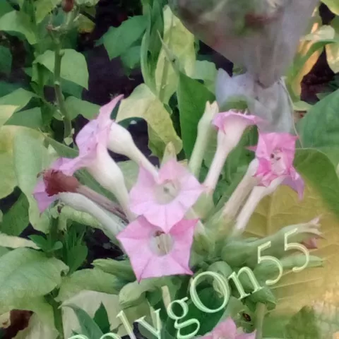 Крупнолистный ильский цвет