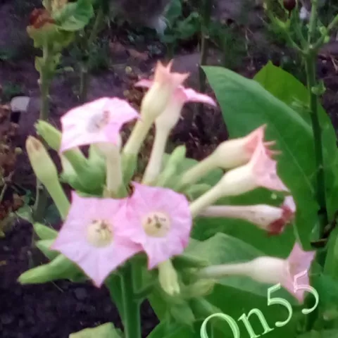 Крупнолистный ильский цвет