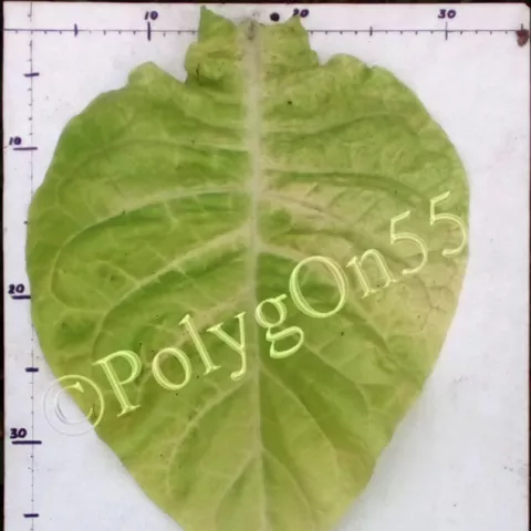 Крупнолистный ильский лист первой ломки