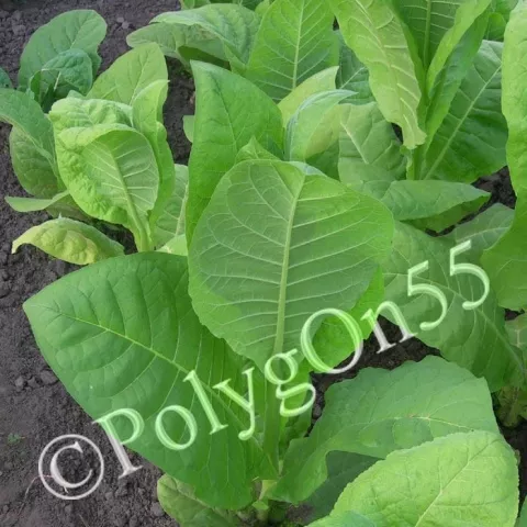 Крупнолистный 19