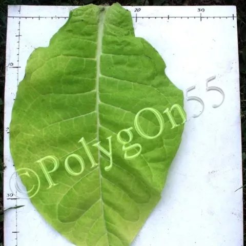 Крупнолистный 19