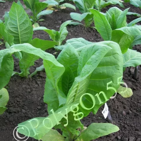 Крупнолистный 32