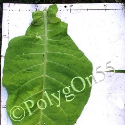 Крупнолистный 32