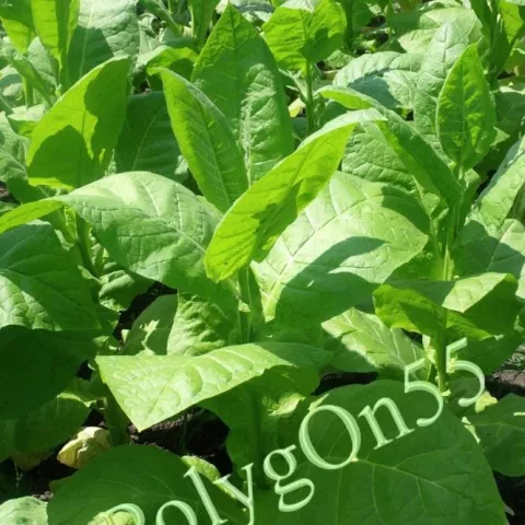 Крупнолистный 33