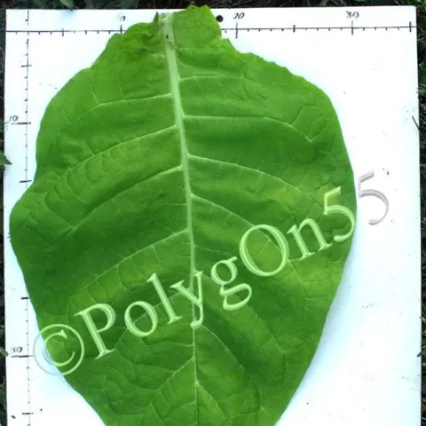 Крупнолистный 33