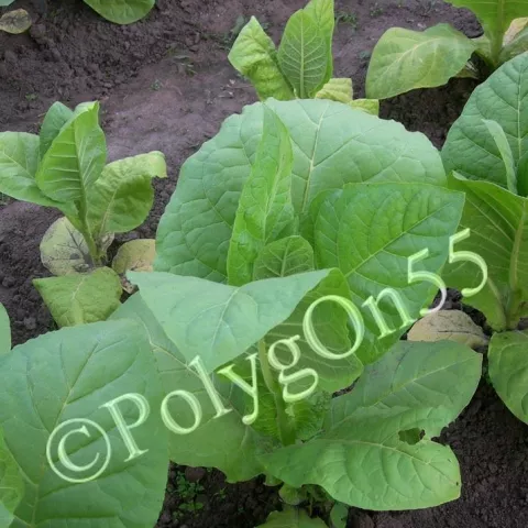 Крупнолистный 45