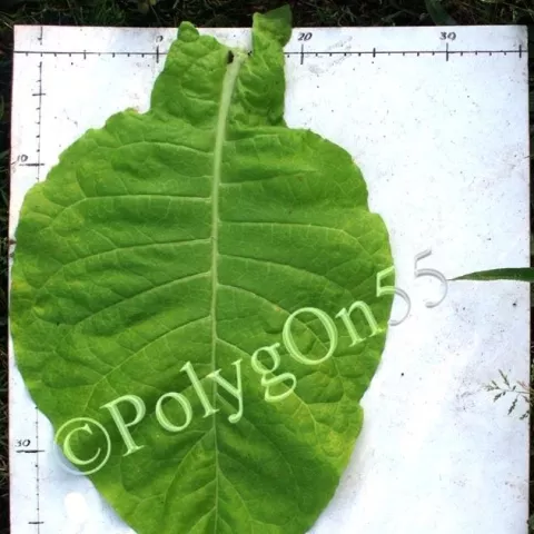 Крупнолистный 45