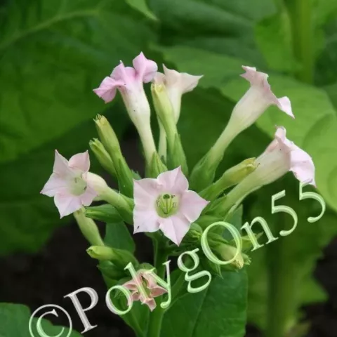 Крупнолистный 45