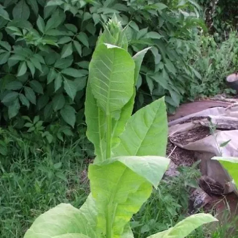 Крупнолистный 45