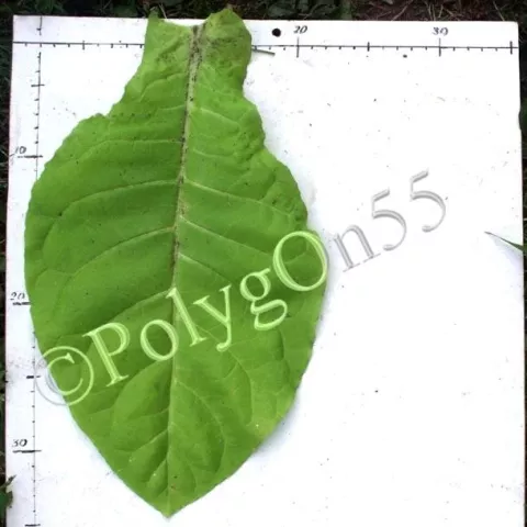 Крупнолистный 45