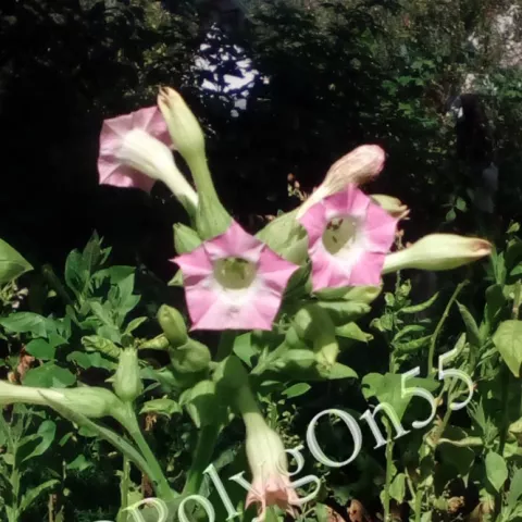 Крымский зеленый цвет