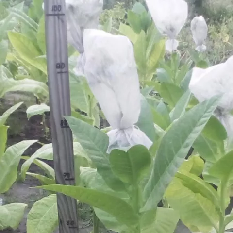 Табак Кубанский 3 (Kubański 3) куст