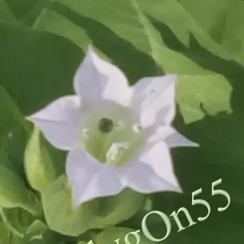 Табак Кубанский 3 (Kubański 3) цвет