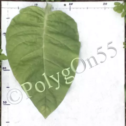 Табак Кубанский 3 (Kubański 3) лист