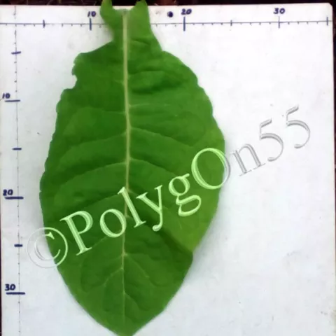 Kupchonos лист второй ломки