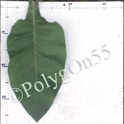 Табак Kentucky 151 (KY 151) лист