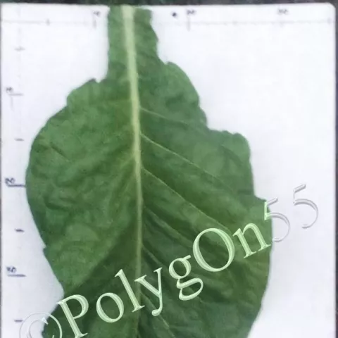 Табак Kentucky Nidzicki лист