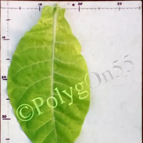 Лехия лист первой ломки