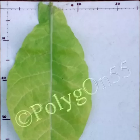 Лехия лист второй ломки