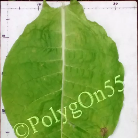 Li Berli-21 лист второй ломки