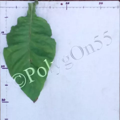 Little Sweet Orinoco лист первой ломки