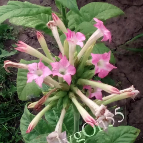 Little Sweet Orinoco