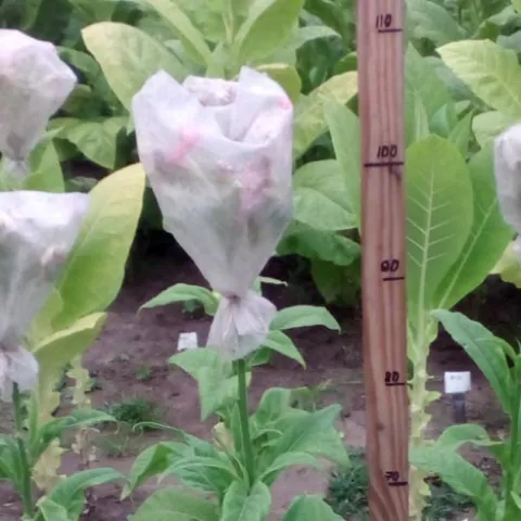 Little Sweet Orinoco